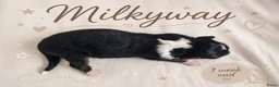 Australian Shepherd honden te koop: Stamboom pups geboren!  - Advertentie 14