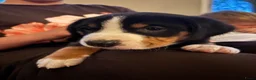 Appenzeller Sennenhond honden te koop: Lieve puppy’s  in Kruiningen - Advertentie 1