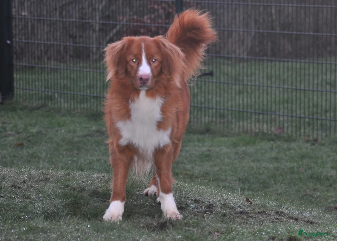 Nova Scotia Duck Tolling Retriever honden te koop: Nova Scotia Duck Tolling Retriever pups - Advertentie 25
