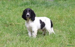 Engelse Springer Spaniel honden te koop: Lieve Engelse springer spaniel puppy's in Gameren - Afbeelding 18