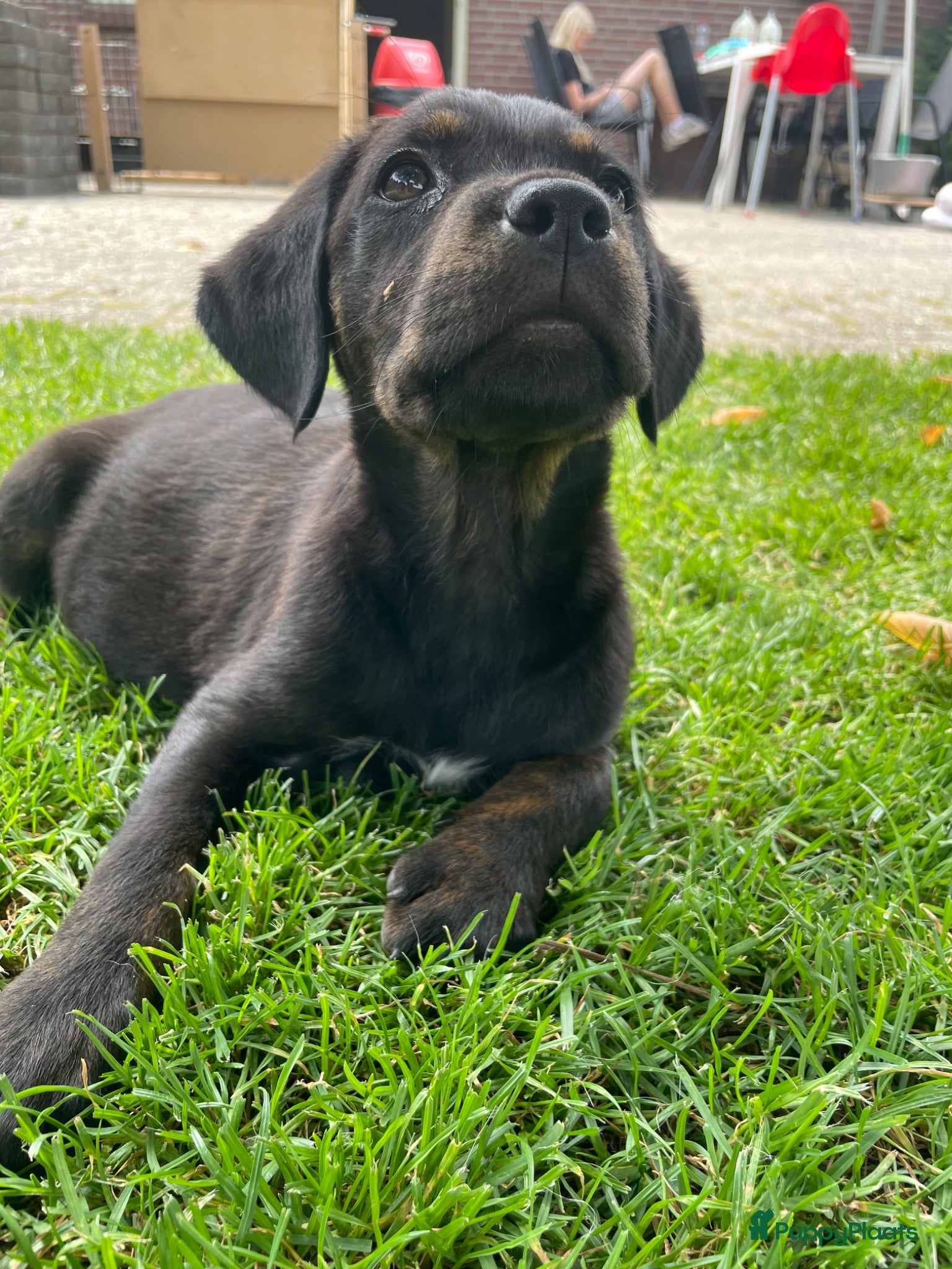 Goldador honden Kruising Labrador X Golden retriever - Advertentie 1