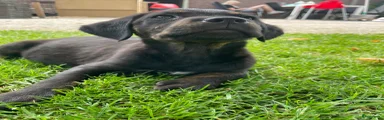 Goldador Puppy 1