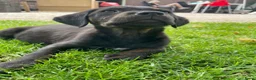 Goldador honden te koop: Kruising Labrador X Golden retriever - Advertentie 1
