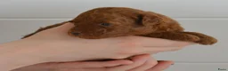 Poedel Toy honden te koop: Te koop toy poedel pups met FCI stamboom - Advertentie 7