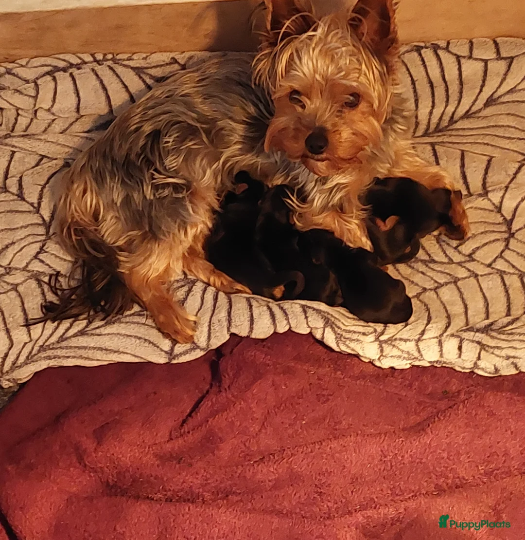 Yorkshire Terriër honden te koop: Nestje Yorkshire Terriër geboren op 18 mei. - Advertentie 2