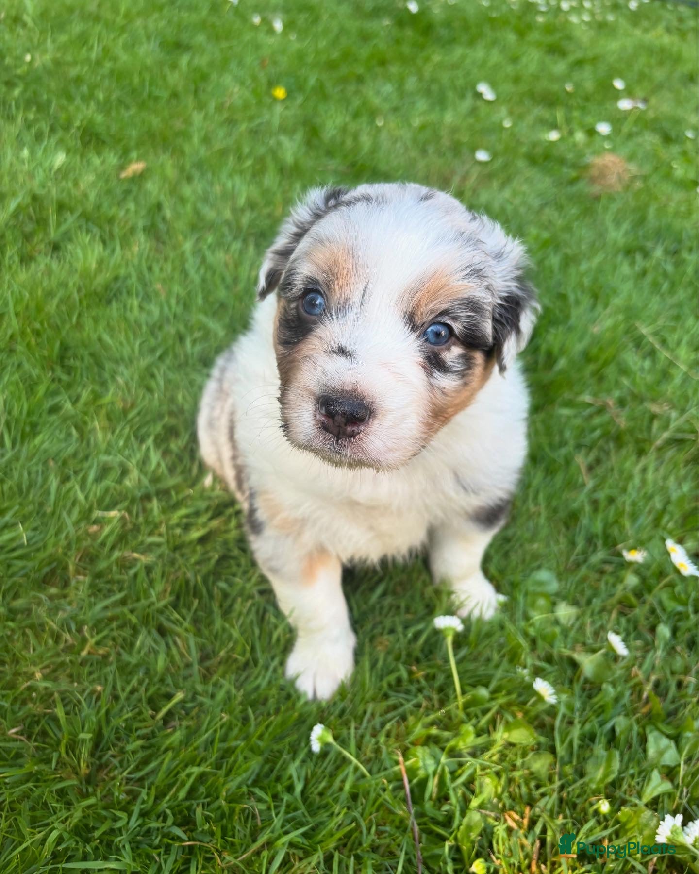 Australian Shepherd honden Blue Merle rue  - Advertentie 1