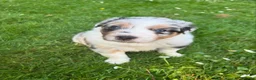Australian Shepherd honden te koop: Blue Merle rue  - Advertentie 1