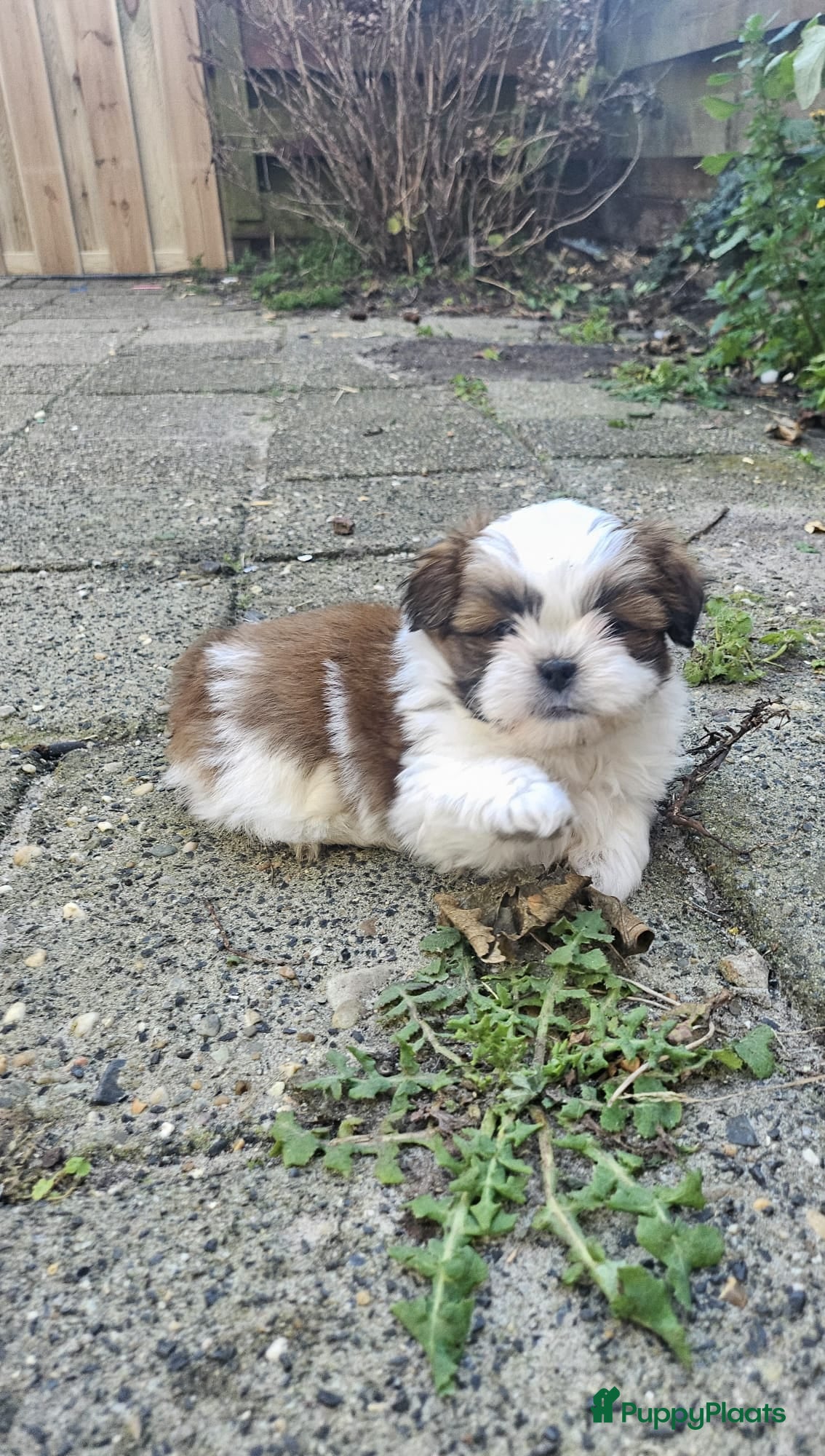 Shih Tzu honden Lieve shih tzu pups. - Advertentie 10