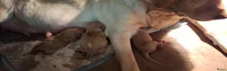 Labrador Retriever honden te koop: Blonde/donker gele labradorpups - Advertentie 5