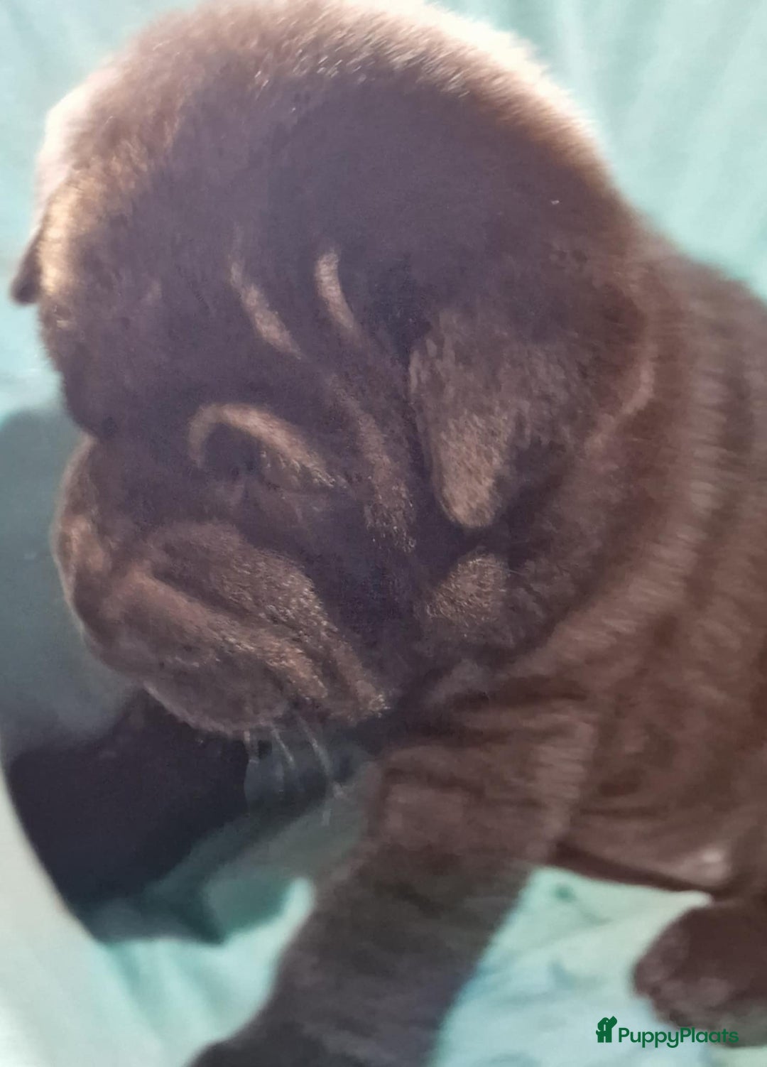 Shar Pei honden te koop: Sharpei - Advertentie 3