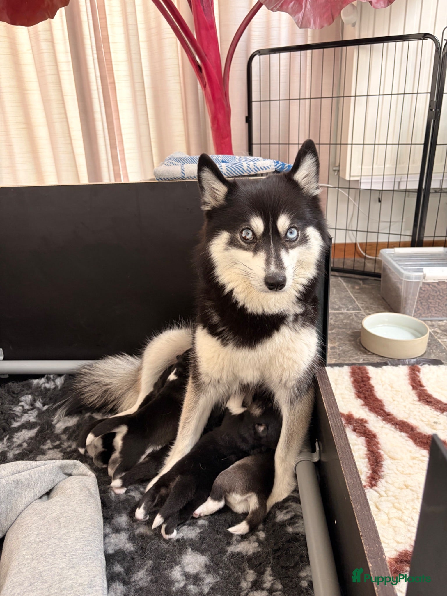 Pomsky honden Pomsky puppy’s  - Advertentie 1
