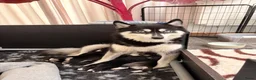 Pomsky honden te koop: Pomsky puppy’s  - Advertentie 4