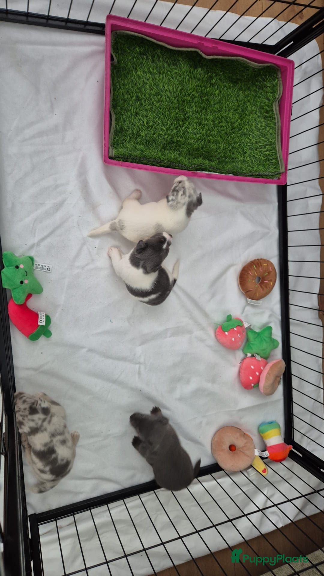 Kruising honden Weer 4 prachtige pups geboren - Advertentie 4