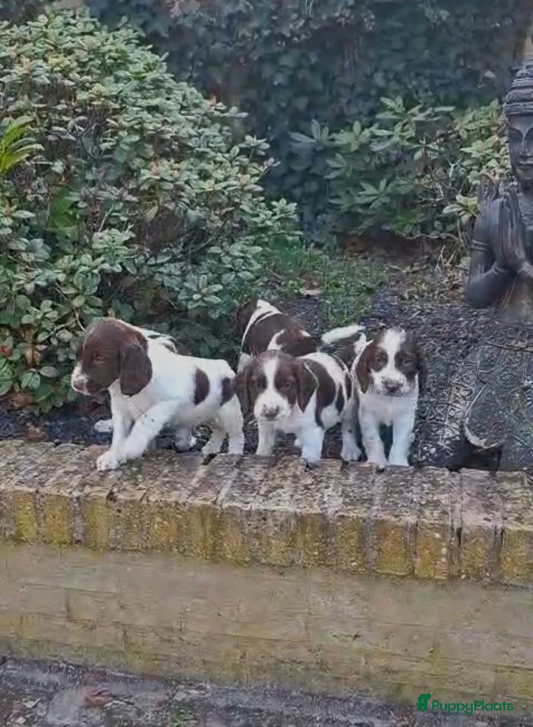 Engelse Springer Spaniel honden te koop: Raszuivere Engelse springer spaniel pups  in 's-Hertogenbosch - Advertentie 6