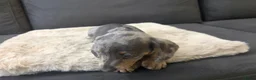 Teckel (korthaar)  honden te koop: Dwerg Teckel Pups. - Advertentie 8