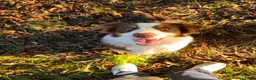 Kruising honden te koop: 🐾 Vier Prachtige Australische Retriever Teefjes - Advertentie 4