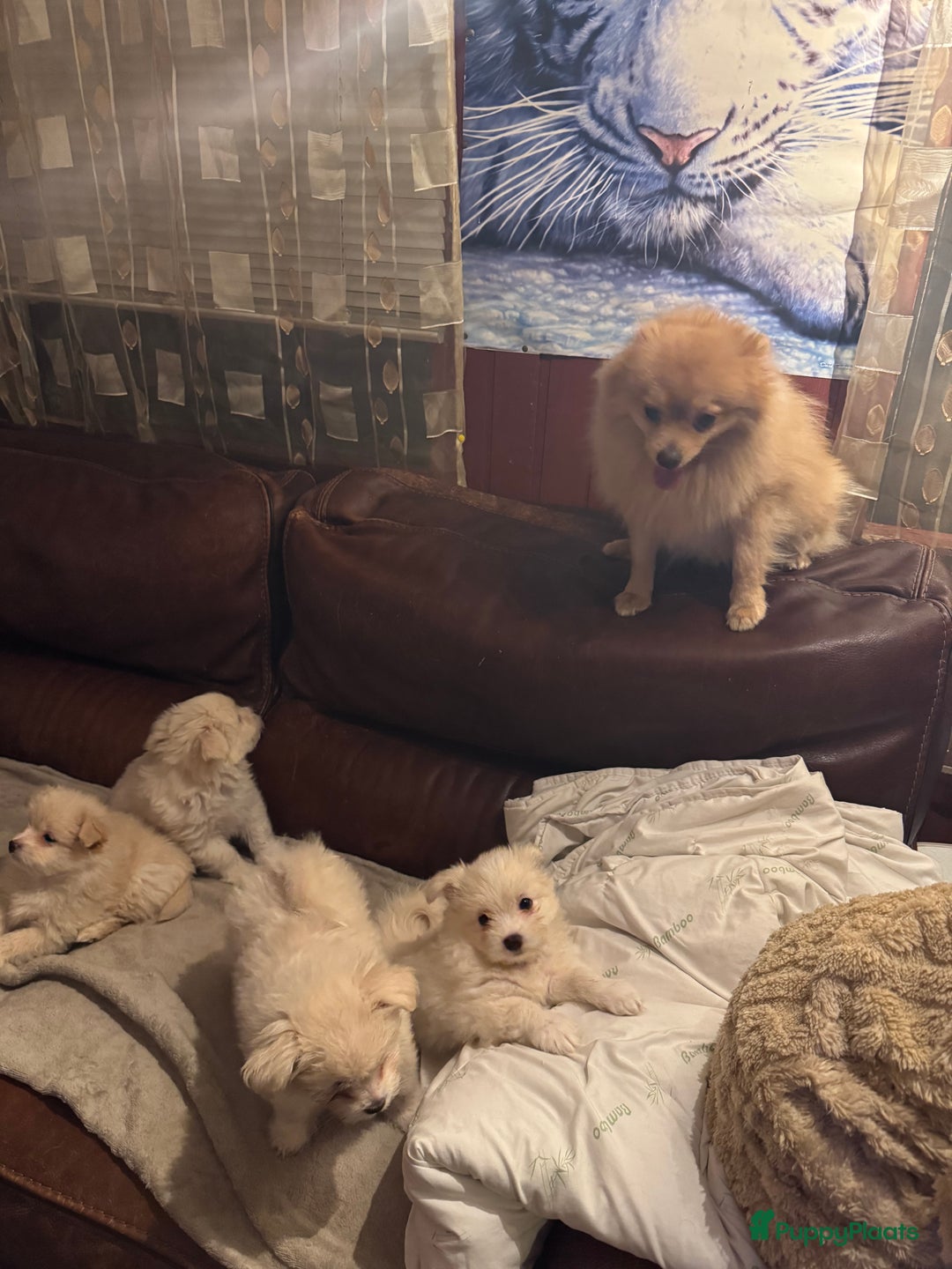 Kruising honden te koop: 7 weken oude Bichon Frise-puppy's - Advertentie 5