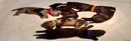Kruising honden te koop: Mini labradoodle x toy poedel pups  - Advertentie 4