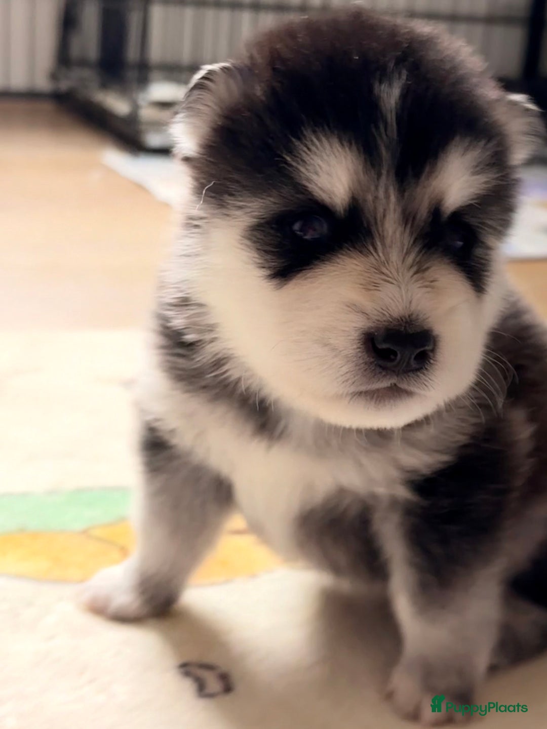 Pomsky honden te koop: 🌟 Prachtige Pomsky Pups te Koop  - Advertentie 20