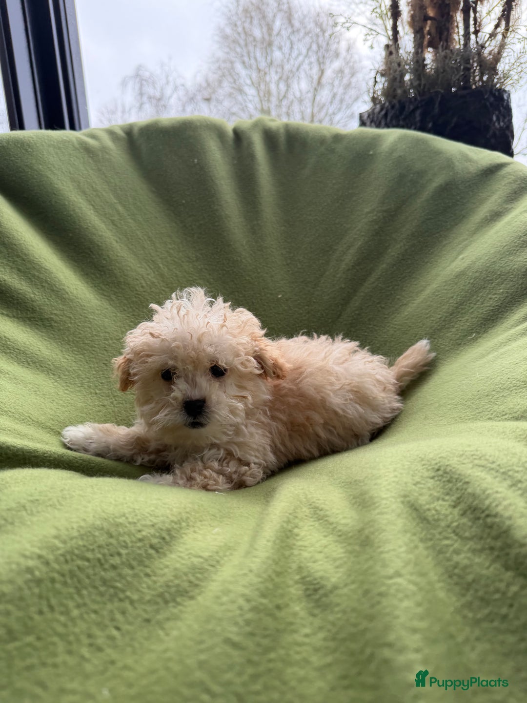 Maltipoo honden te koop: Maltipoo (Maltezer x Toy poedel) pups - Advertentie 14
