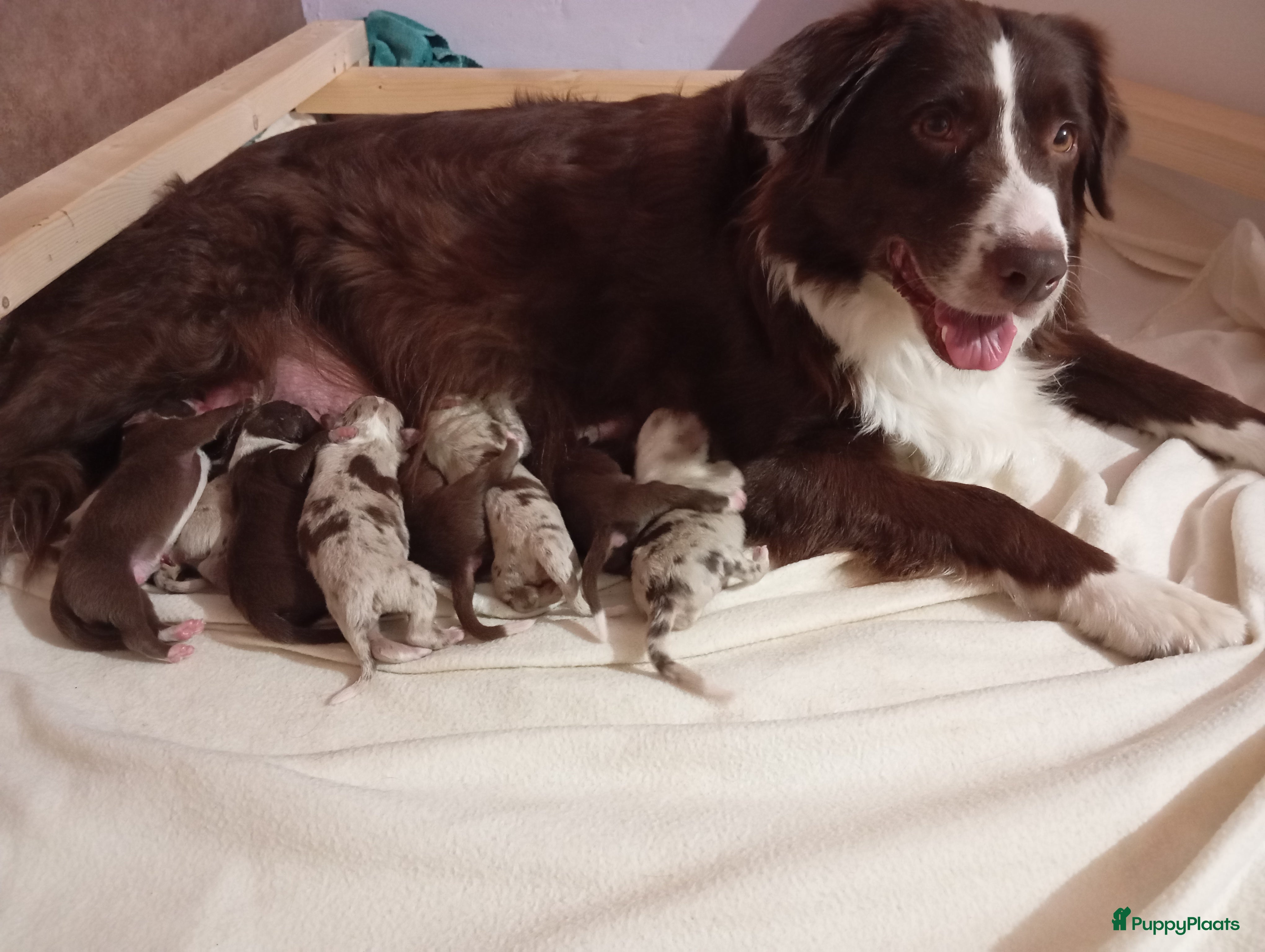 Australian Shepherd honden 10 prachtige Australische herder pups! - Advertentie 6