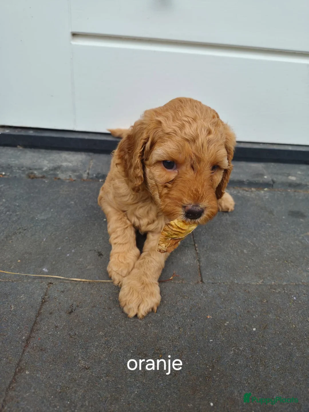 Australian Labradoodle honden te koop: Prachtige Multigen Labradoodle pups - Advertentie 2