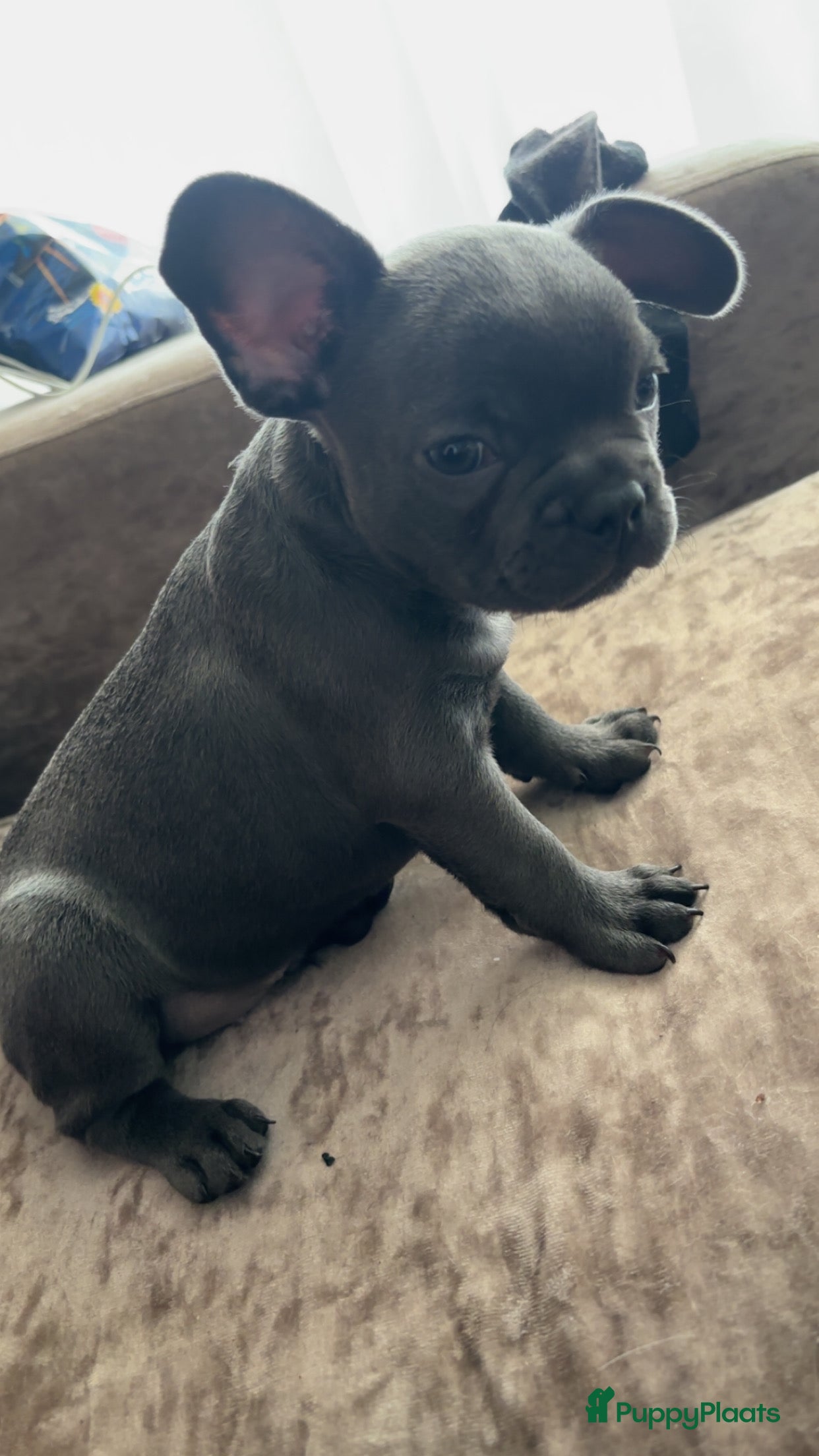 Franse Bulldog honden Franse bull pups - Advertentie 2