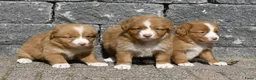 Nova Scotia Duck Tolling Retriever honden te koop: Nova Scotia Duck Tolling Retriever pups # Toller - Advertentie 17