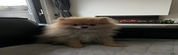 Pomeriaan honden te koop: Schattige Pomeranian reu pup – 3 maanden - Advertentie 5