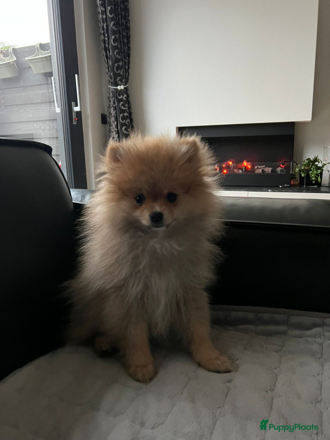 Pomeriaan honden te koop: Schattige Pomeranian reu pup – 3 maanden - Advertentie 5
