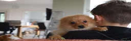 Keeshond honden te koop: Lieve Pommeriaan pups te koop - Advertentie 6
