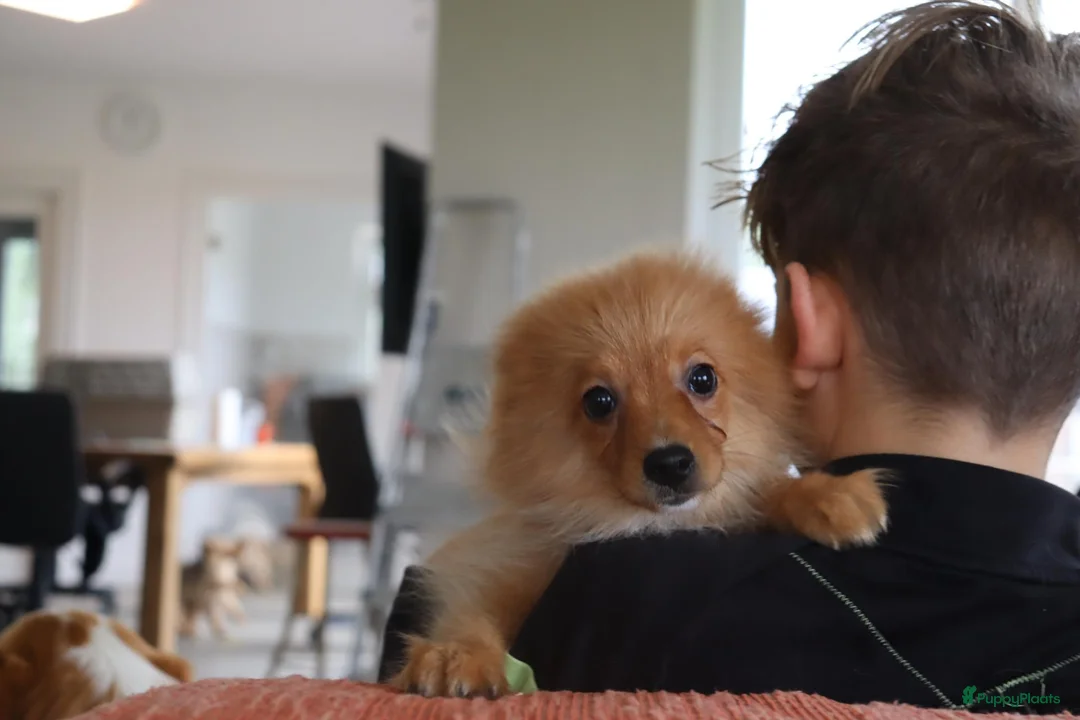 Keeshond honden te koop: Lieve Pommeriaan pups te koop - Advertentie 6
