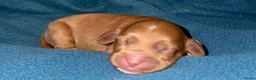 Australian Labradoodle honden te koop: Te koop Australian Labradoodle - Advertentie 6