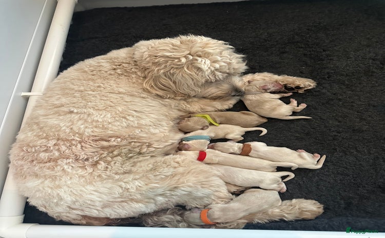 Australian Labradoodle honden - Advertentie 13