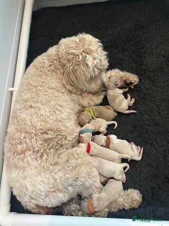 Australian Labradoodle honden - Advertentie 2