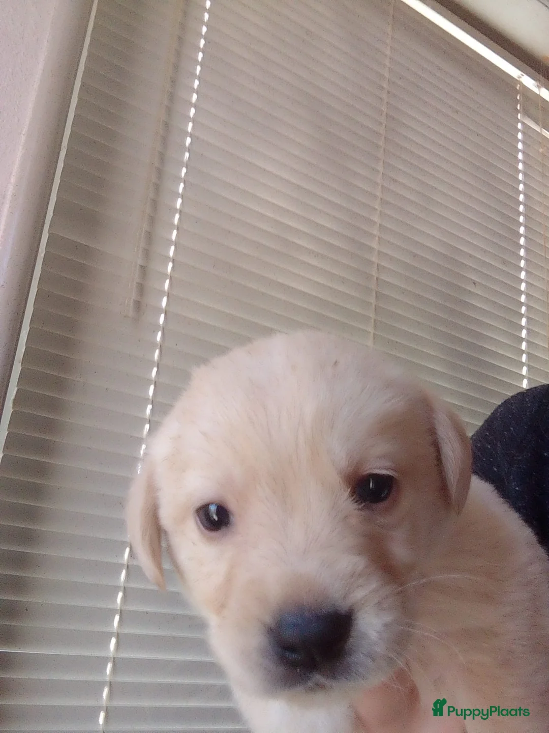 Goldador honden te koop: Gezonde,lieve pups golden retriever x labrador tka - Advertentie 2