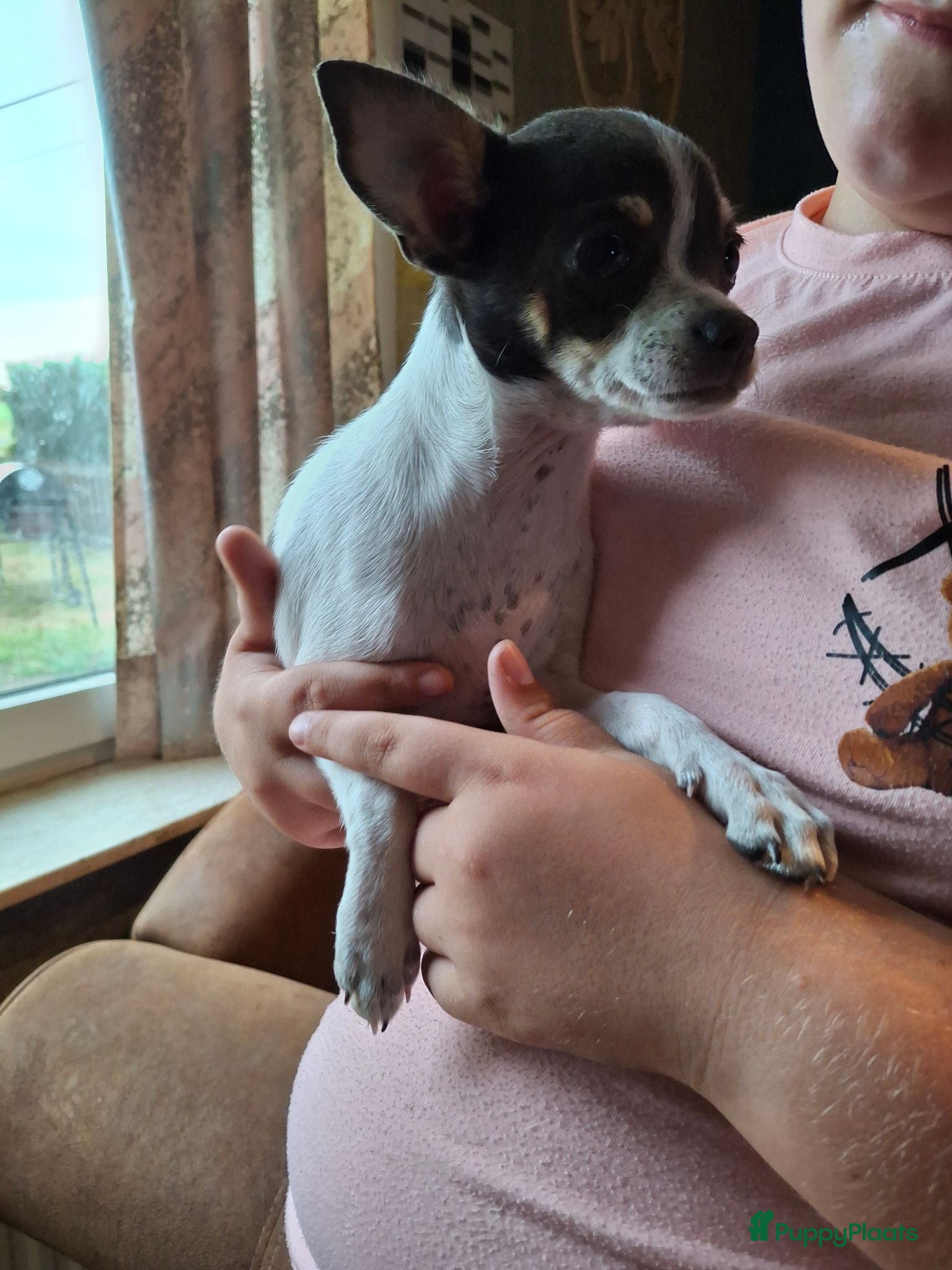 Chihuahua honden Te koop chihuahua - Advertentie 4