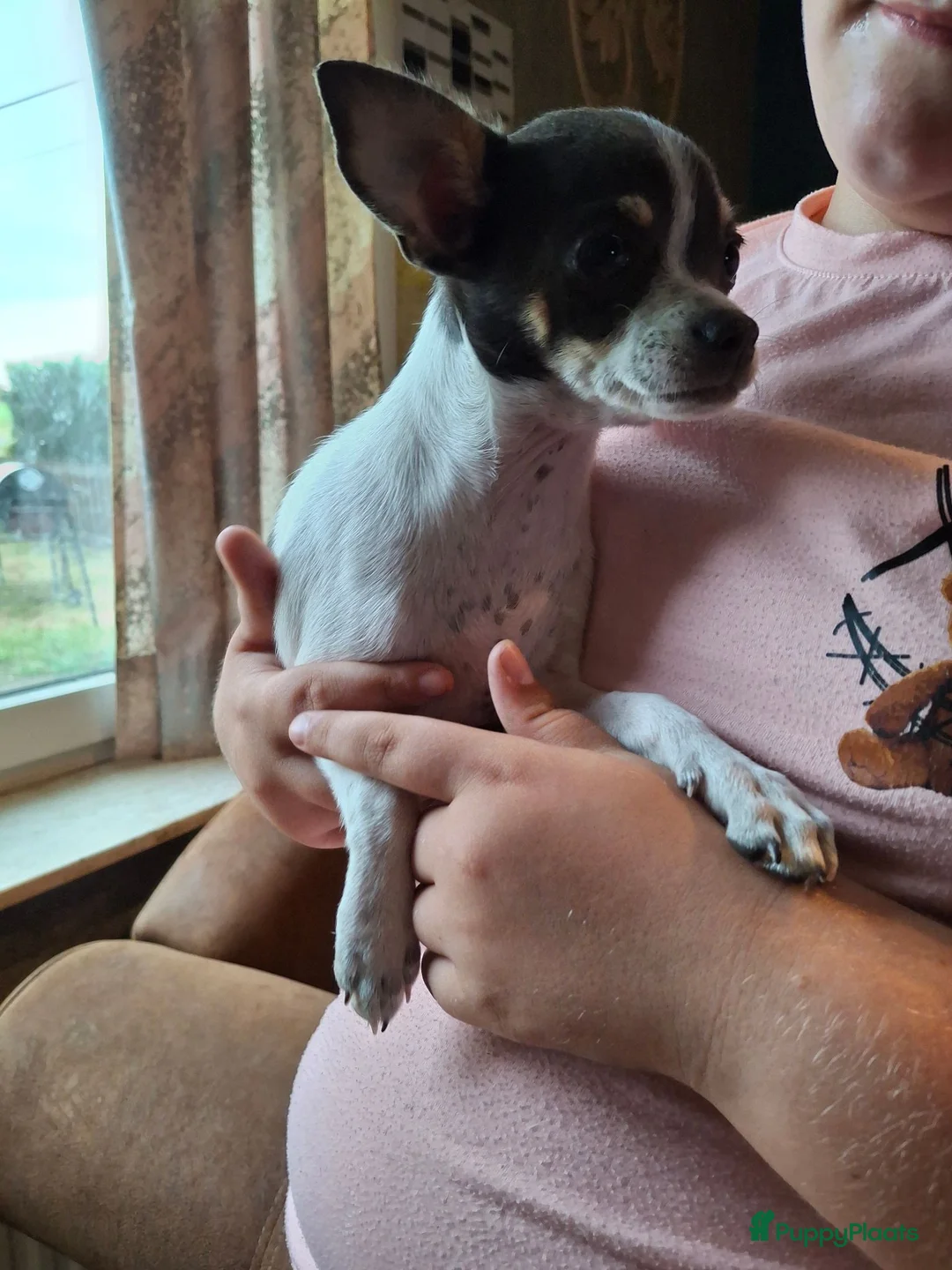 Chihuahua honden te koop: Te koop chihuahua - Advertentie 1