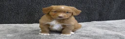 Nova Scotia Duck Tolling Retriever honden te koop: Nova Scotia Duck Tolling Retriever pups # Toller - Advertentie 25