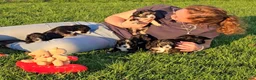 Maltipoo honden te koop: 🥰 9 Prachtige Maltipoo pups! Unieke kleuren 🐶 - Advertentie 5