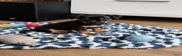 Jack Russel Terriër honden te koop: Lieve huiselijke puppy’s in Hengelo - Advertentie 6