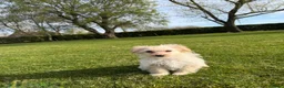 Maltipoo honden te koop: Maltipoo (Maltezer x Toy Poedel) pups - Advertentie 10