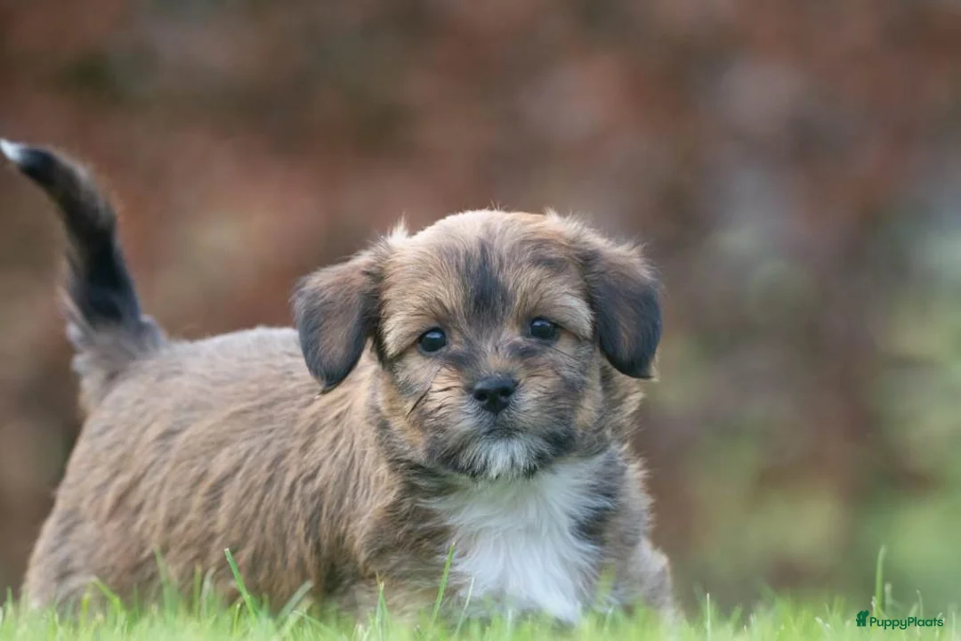 Shihpoo honden te koop: mooie kleinblijvende shihpoo doodle mini  - Advertentie 3