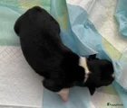 Border Collie Puppy 4