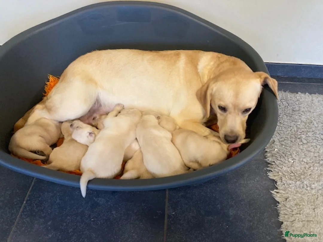 Labrador Retriever honden te koop: Blonde labrador pups - Advertentie 1
