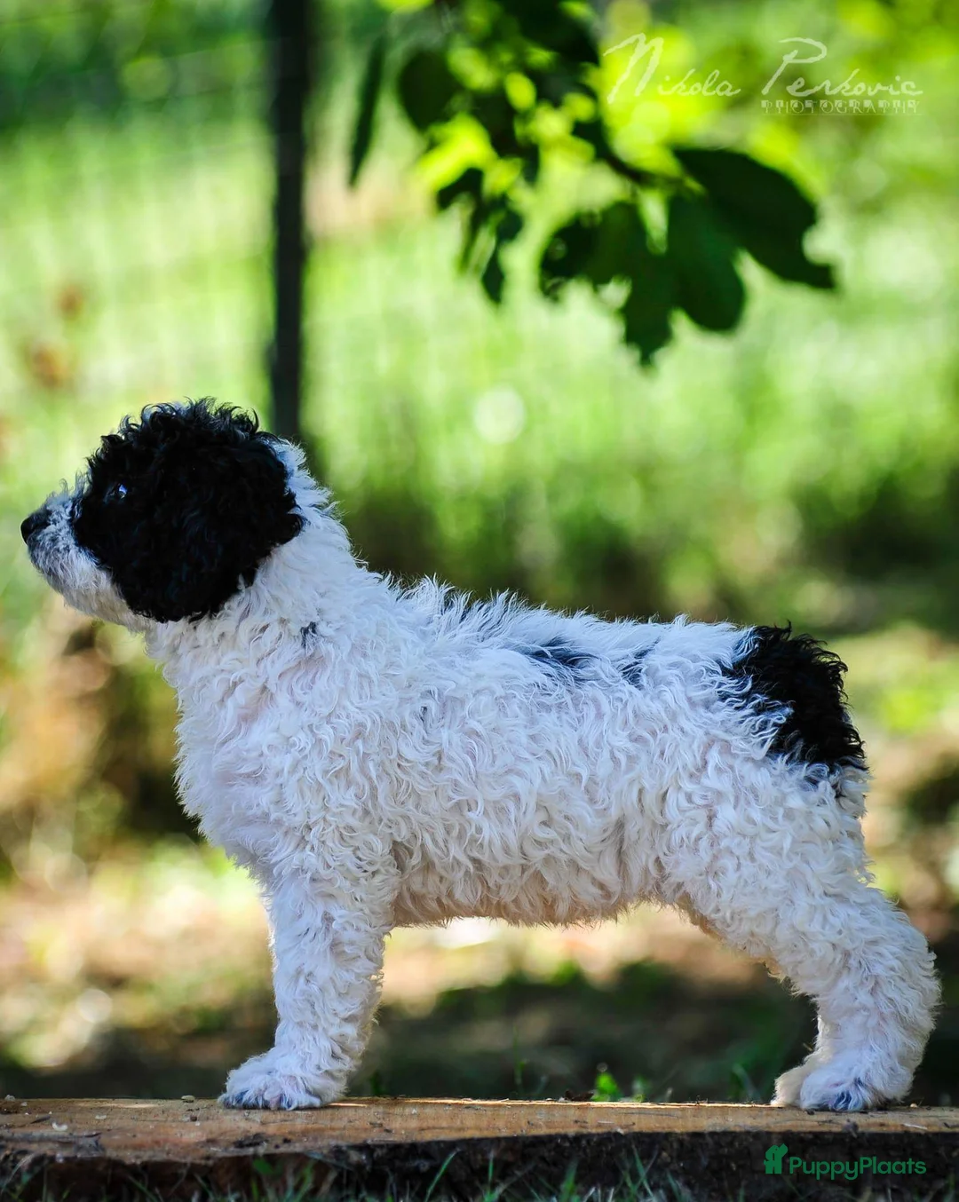 Galerij afbeelding {{count}}