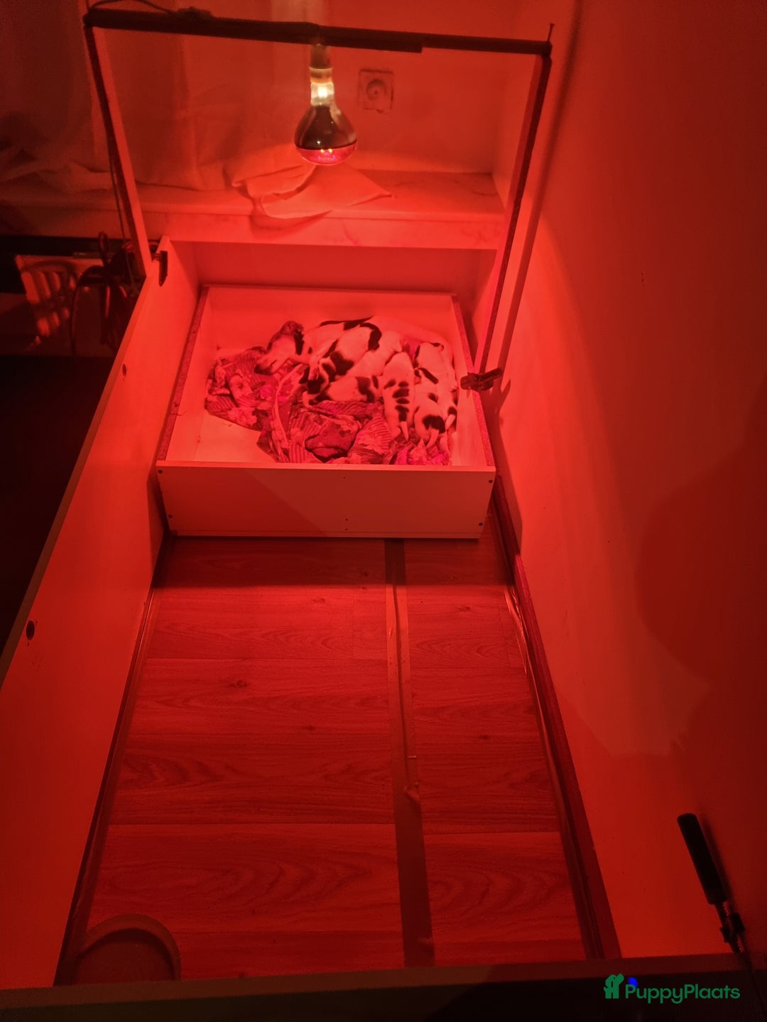 Jack Russel Terriër honden te koop: Jack Russel trailer  - Advertentie 8