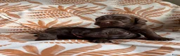 Australian Labradoodle honden te koop: Prachtige donkerbruine Australian Labradoodle reu - Advertentie 28