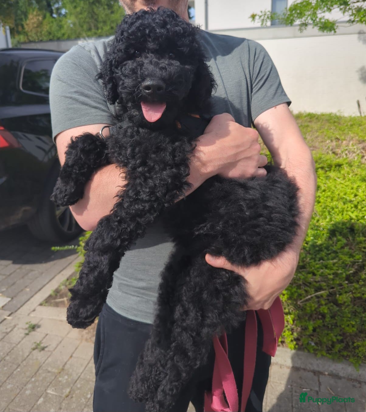 Australian Labradoodle honden Australian Labradoodle-teefje uit geteste ouders  - Advertentie 2