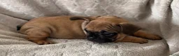 Franse Bulldog honden te koop: Franse Bulldog pups - Advertentie 13